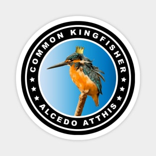 Fat Common Kingfisher (Alcedo Atthis) Bird Magnet